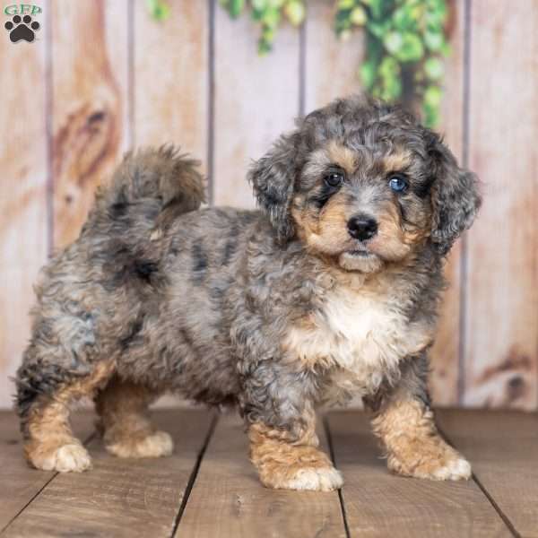 Annie, Mini Bernedoodle Puppy